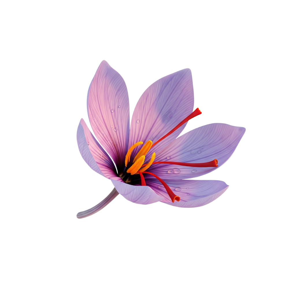 Delicate saffron flower with vibrant red stigmas, a premium ingredient in The Pink Pill Balance formula known for enhancing mood, emotional wellbeing, and inner calm.